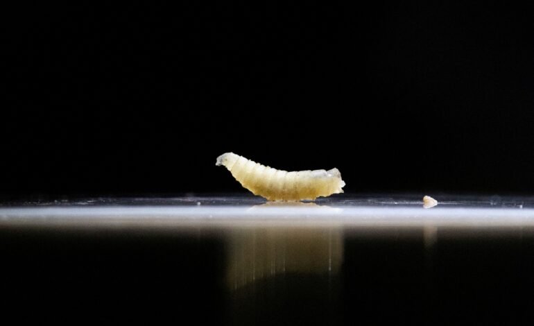 Surto de mosca-da-bicheira nos EUA preocupa autoridades
