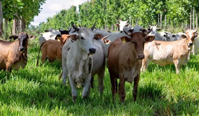 ExpoZebu destaca genética do zebu na pecuária brasileira
