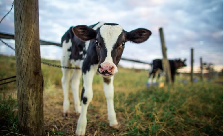 Criadores de gado leiteiro investem na produção de carne