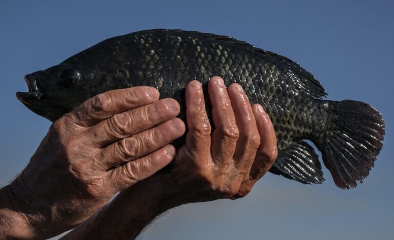 Indústria de pescados busca novos mercados após tarifa dos EUA