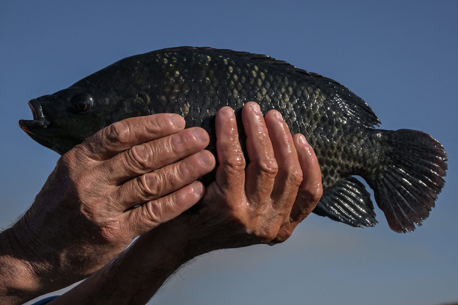 Tarifa dos EUA prejudica indústria do pescado no Brasil