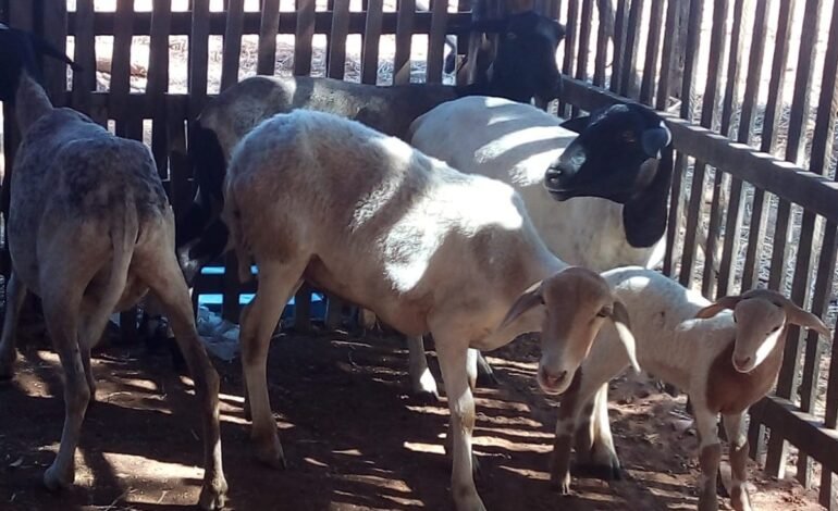 Vacina Excell 10 do MAPA é suspensa após morte de animais