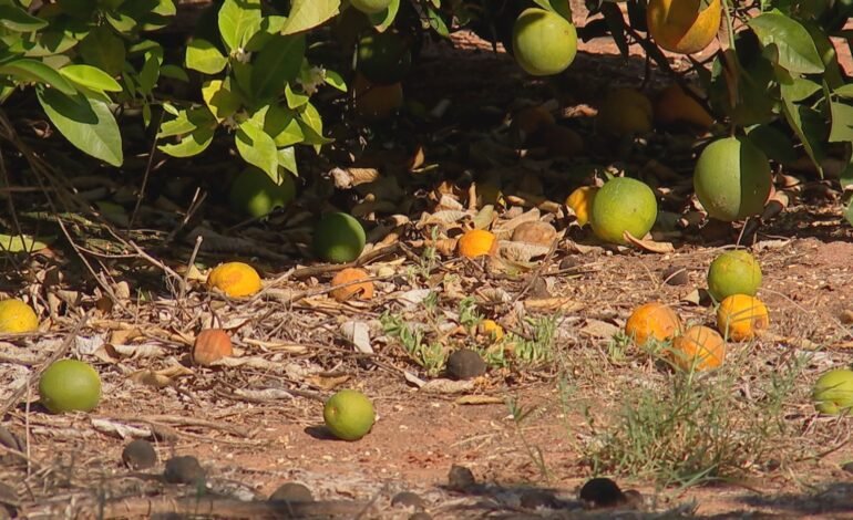 Produtores de laranja em São Paulo prevêem safra recorde emoji Gr2025
