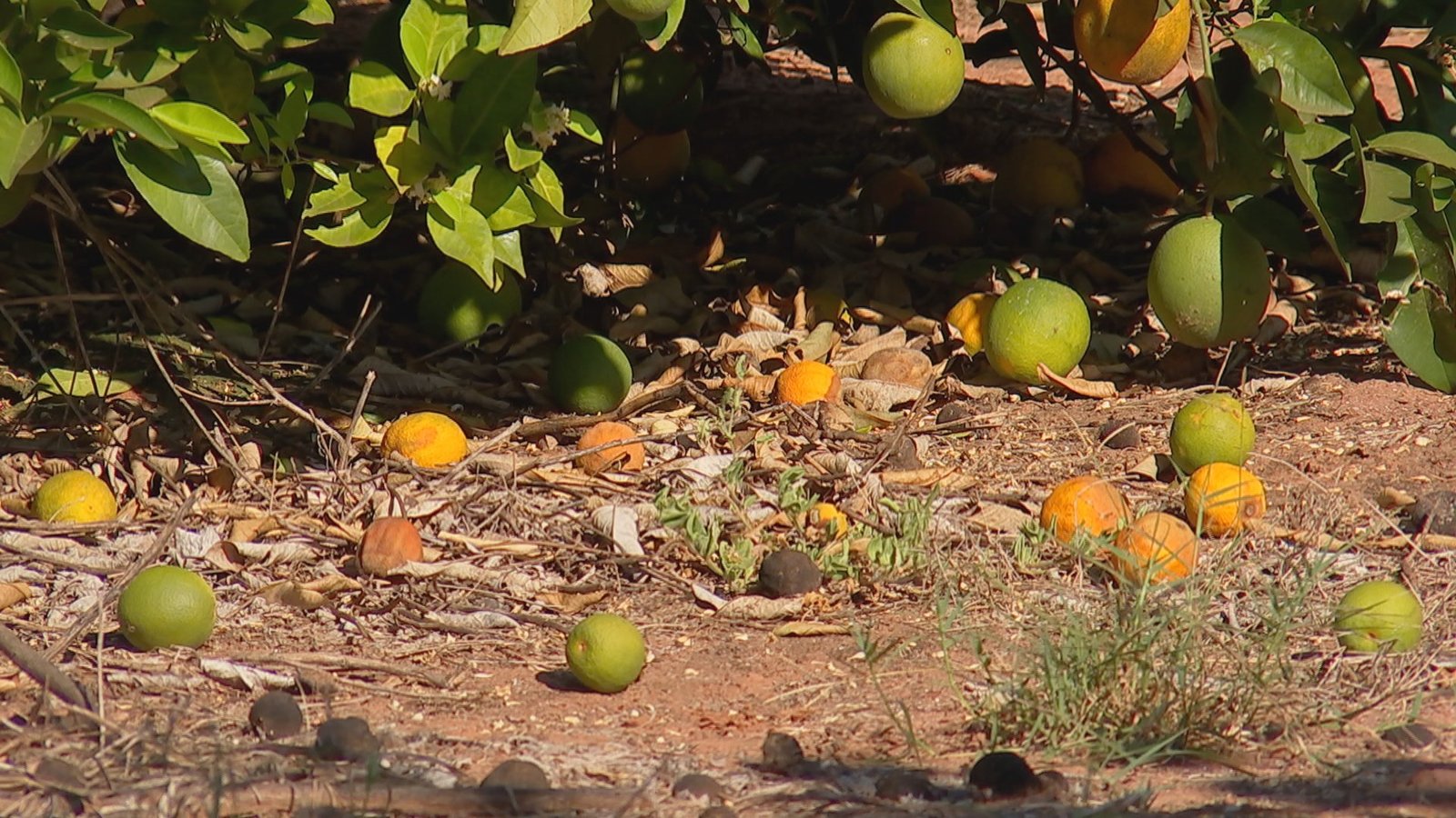 Produtores de laranja em São Paulo prevêem safra recorde emoji Gr2025
