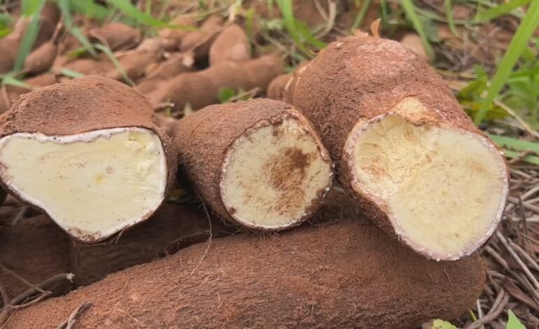 Agricultores de SP garantem sustento com colheita de mandioca