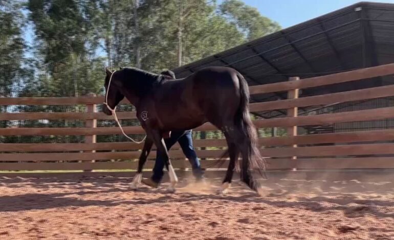 Cavalos campeões de competição em São Paulo seguem