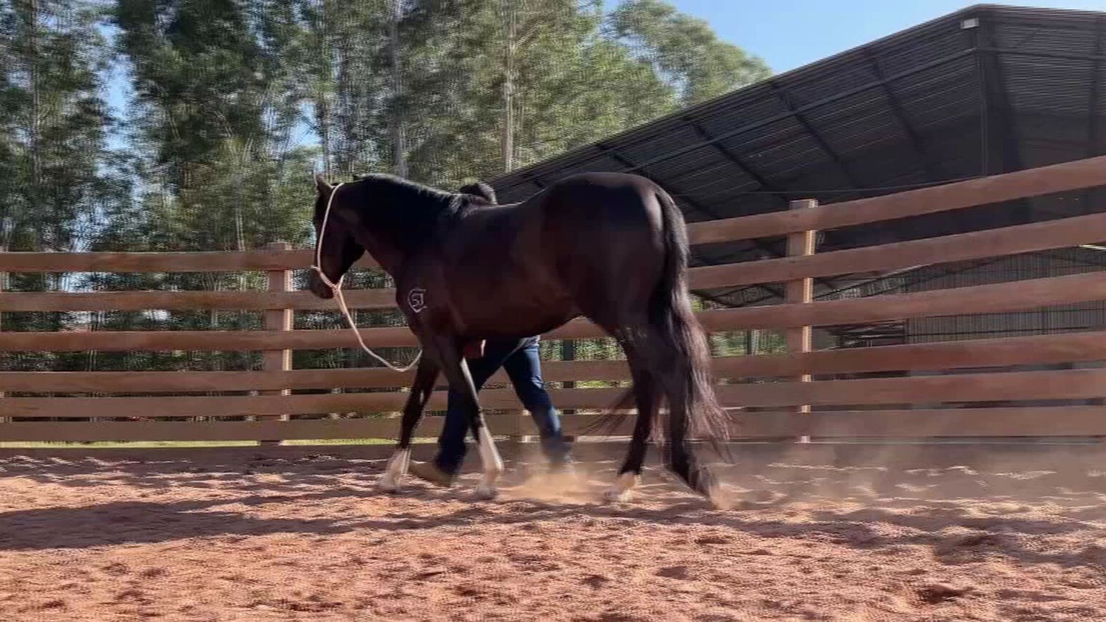 Cavalos campeões de competição em São Paulo seguem