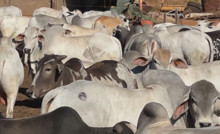Exportações de carne bovina mantêm arroba do boi valorizada em Nova Granada