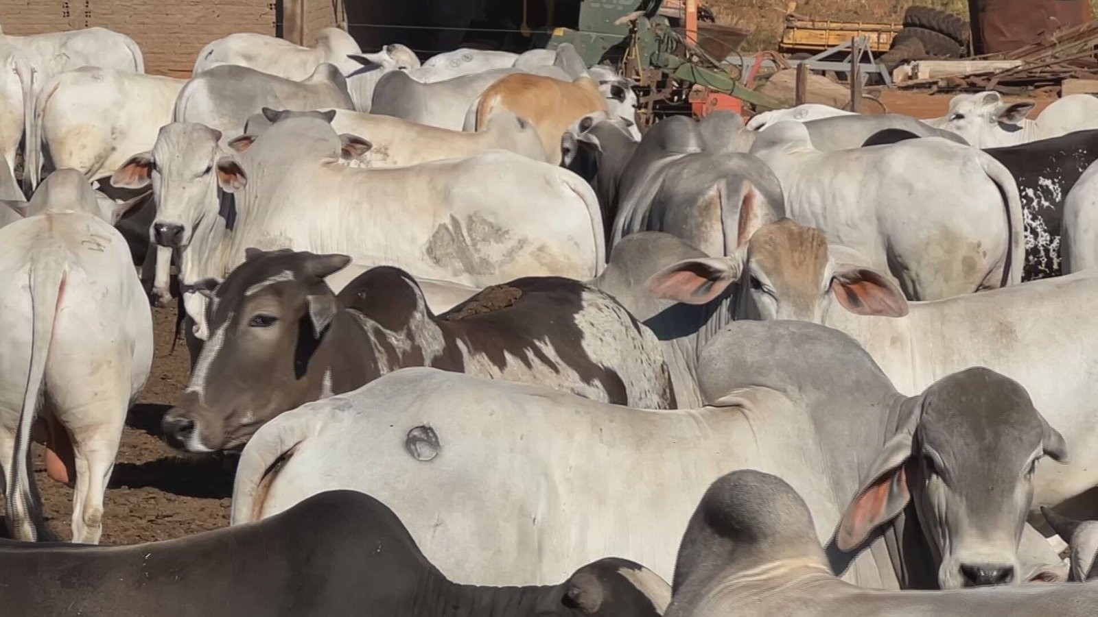 Exportações de carne bovina mantêm arroba do boi valorizada em Nova Granada