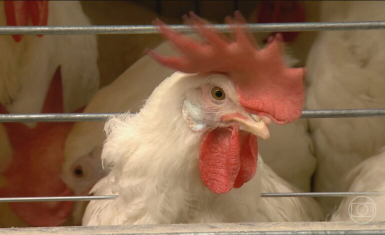 Argentina suspende exportações de aves após surto de gripe aviária
