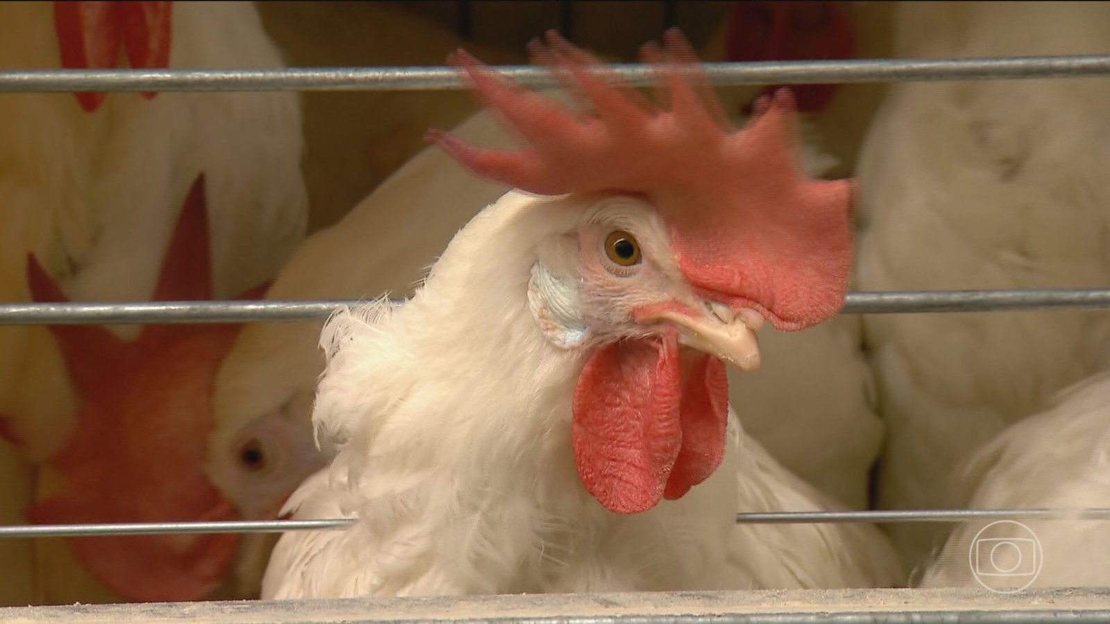 Argentina suspende exportações de aves após surto de gripe aviária