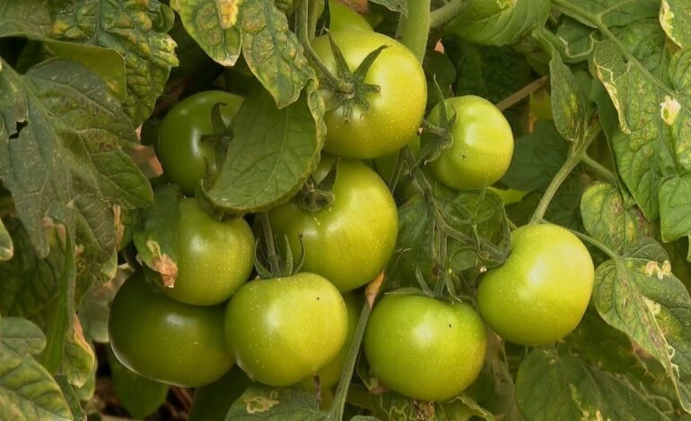 Produção de tomate no ES sofre queda por impacto do frio