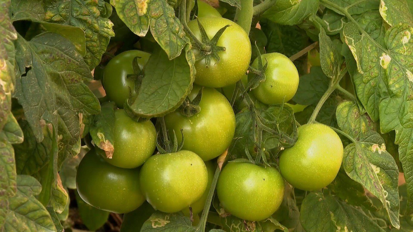 Produção de tomate no ES sofre queda por impacto do frio