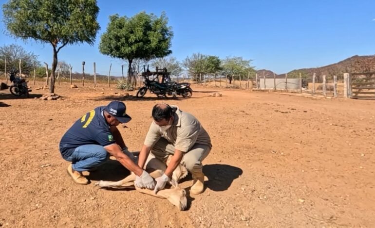 Ministério de Agricultura apreende lotes de vacina após morte de 199 animais
