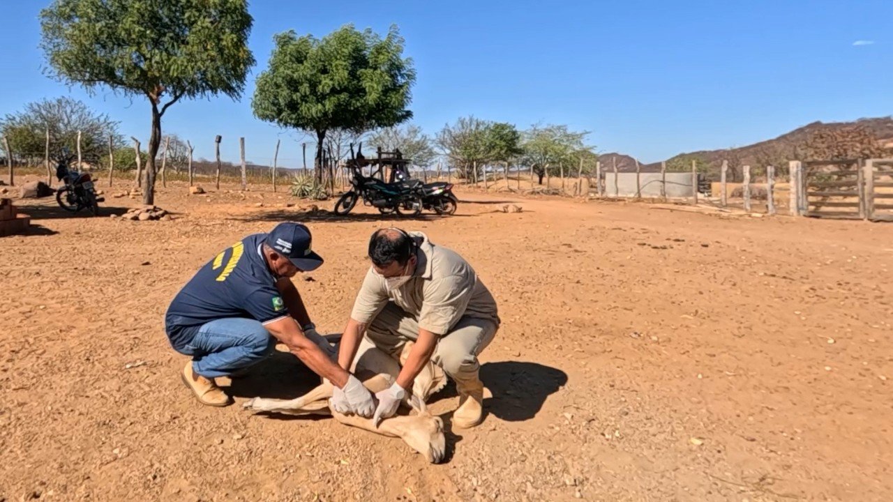 Ministério de Agricultura apreende lotes de vacina após morte de 199 animais
