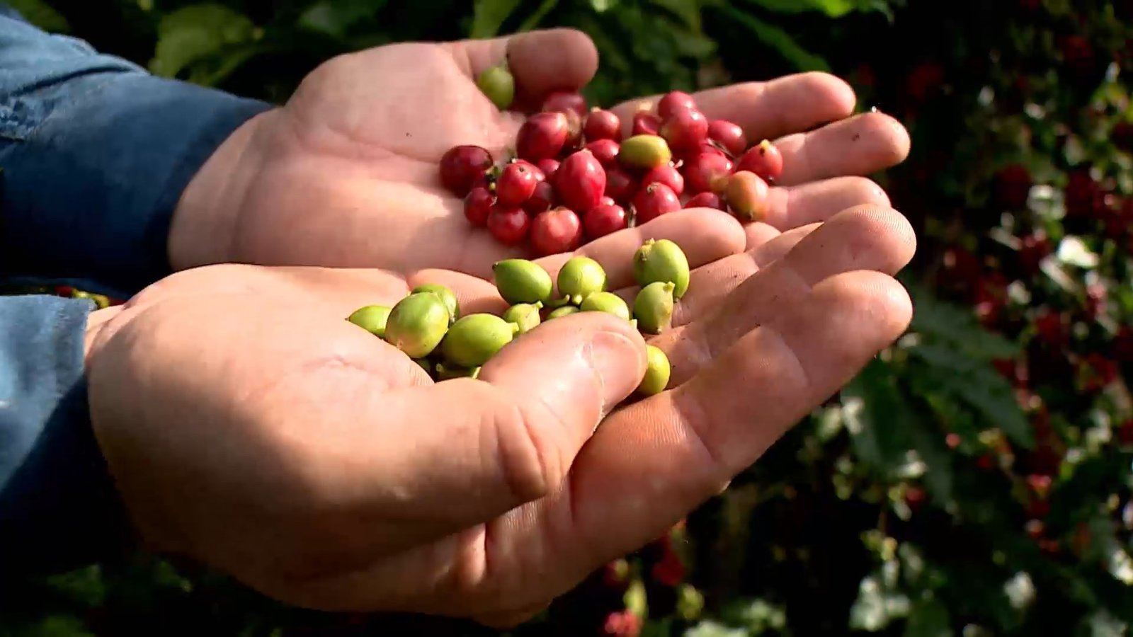 Colheita do café vermelho evita perdas financeiras