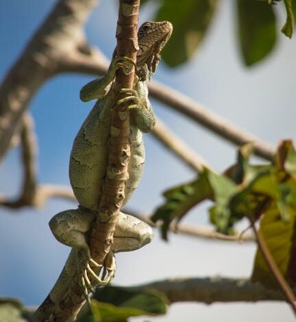 Roberto Gamarra decide e garante classificação dos paraguaios