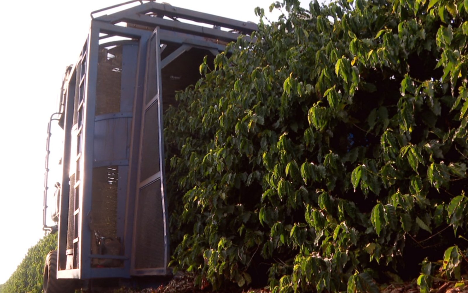 Café robusta Globo Rural/Tv Globo Os preços do