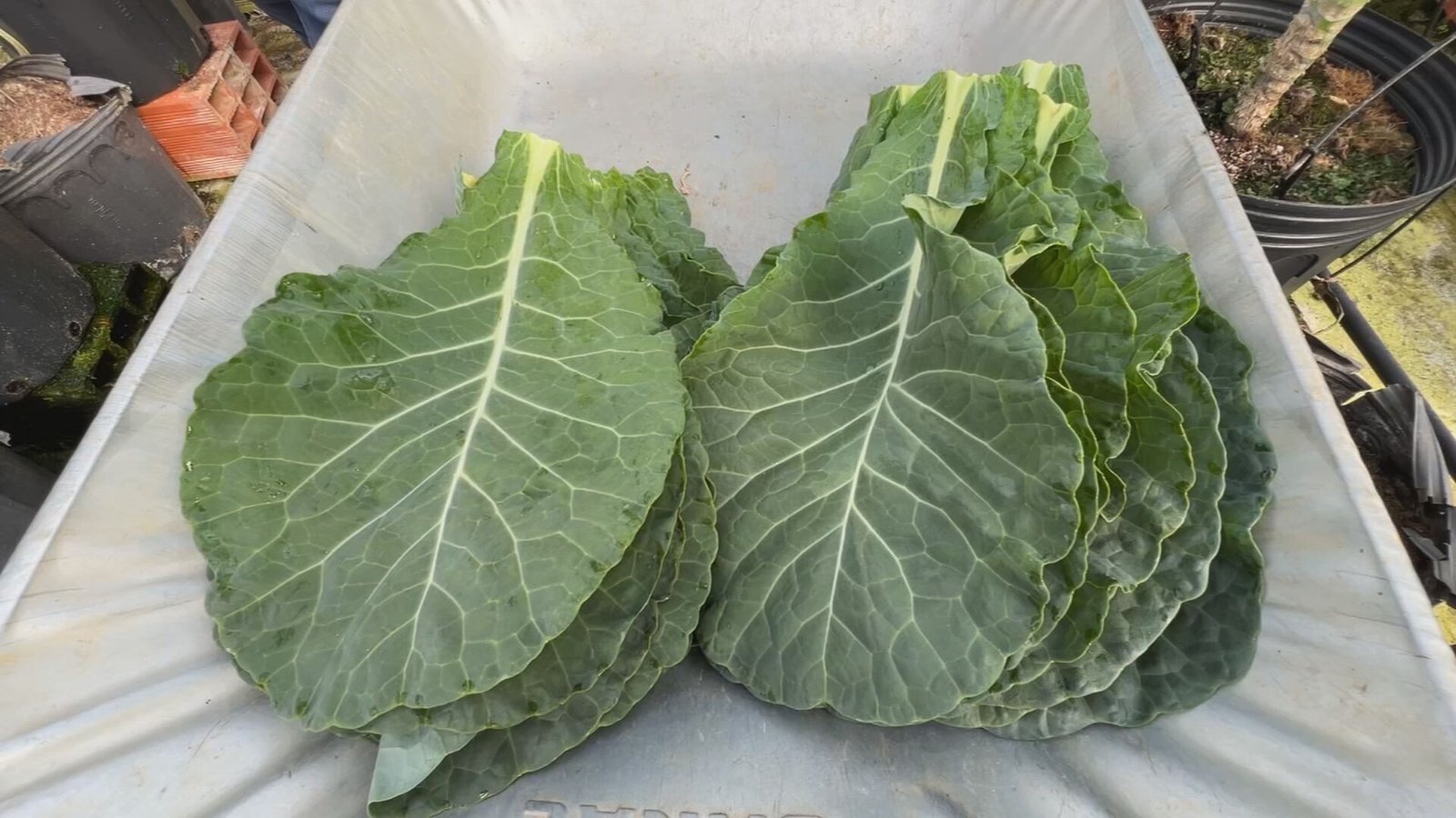 Agricultores garantem cultivo sustentável de couve durante todo o ano
