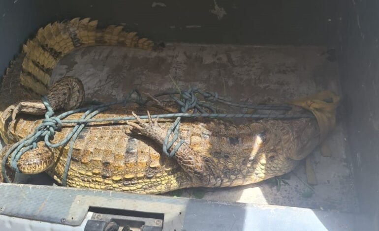 Jacaré de 2 metros é resgatado com cordas no Ifap e encaminhado ao Ibama