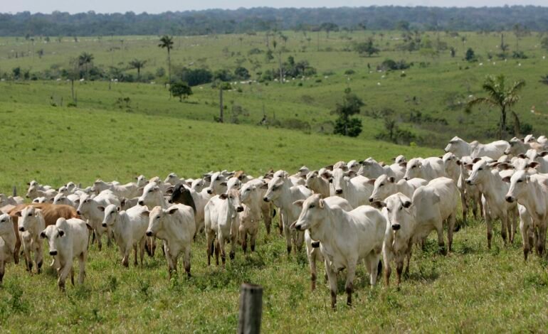O Brasil tem 12% mais bovinos do que habitantes, segundo