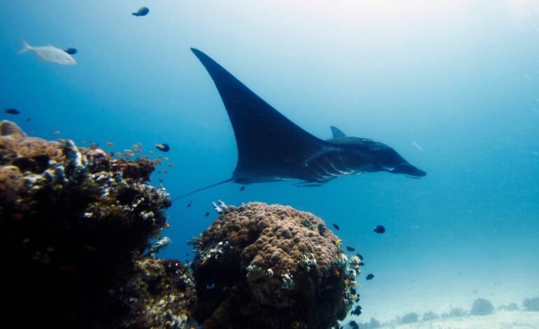 Arquipélago Raja Ampat, na Indonésia, entrou para a