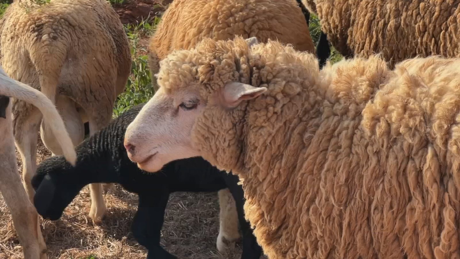 Fernando Gomes integra a criação de ovelhas à produção de