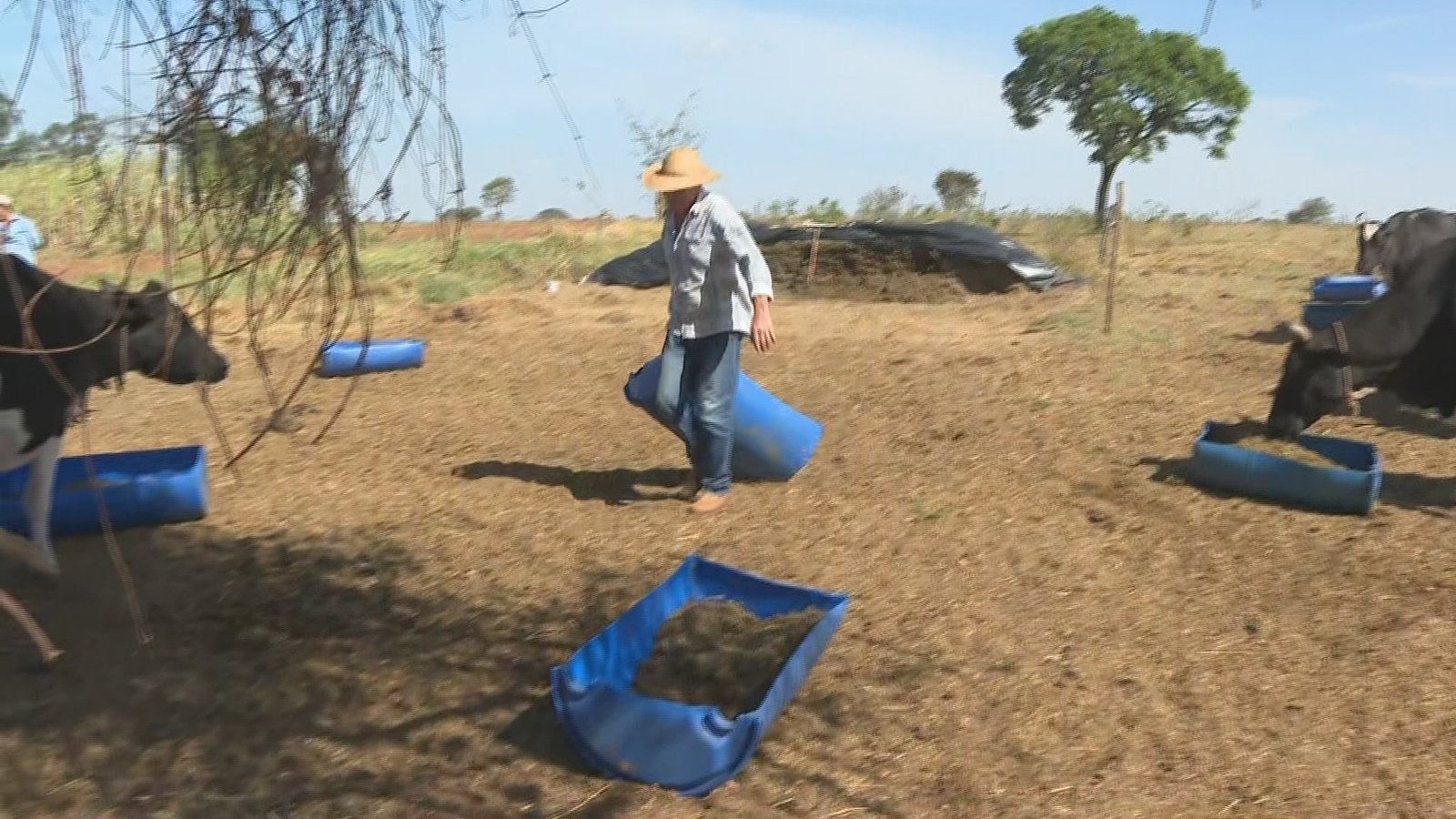 A estiagem prolongada tem reduzido a qualidade da