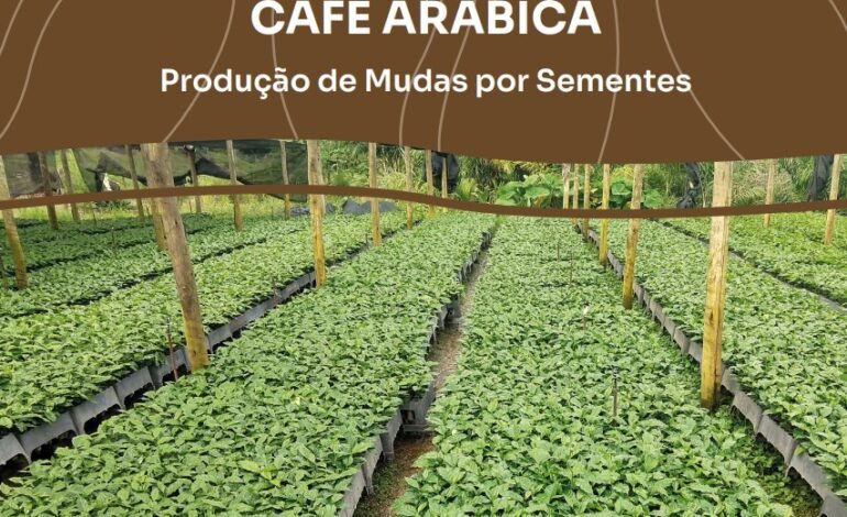 Incaper divulga orientações detalhadas para produção de café