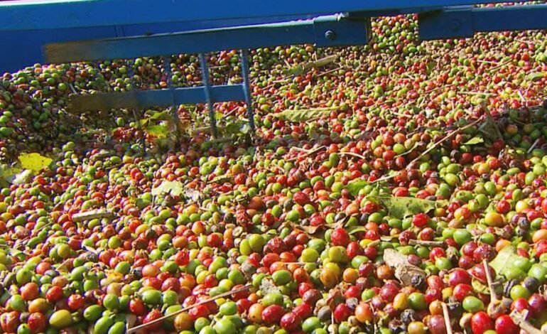 Os preços do café brasileiro caíram até 11% na segunda