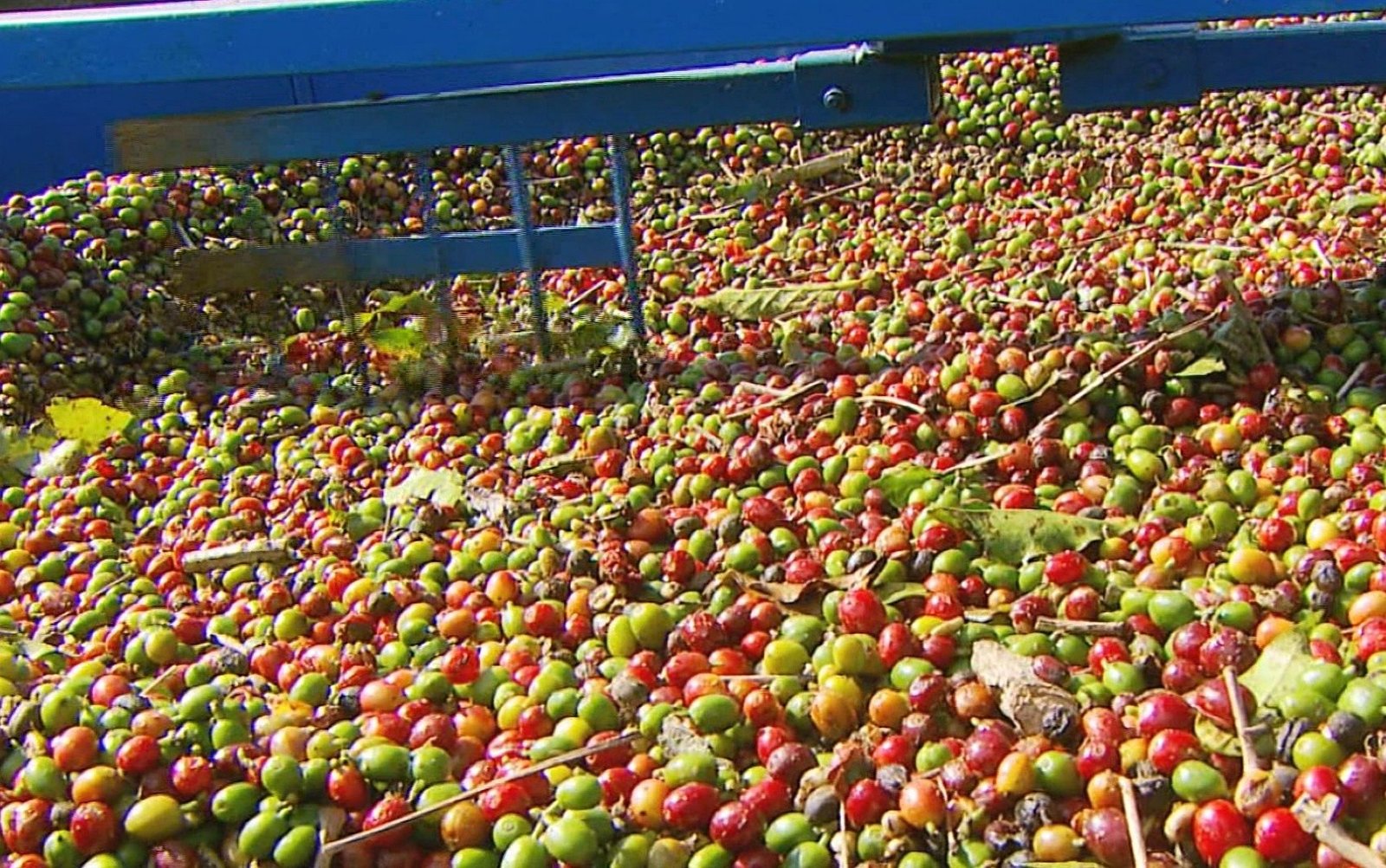 Os preços do café brasileiro caíram até 11% na segunda