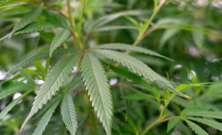 O cultivo medicinal da cannabis continua proibido no
