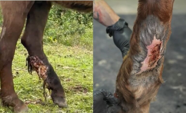 Cavalo encontrado com perna em carne viva tem