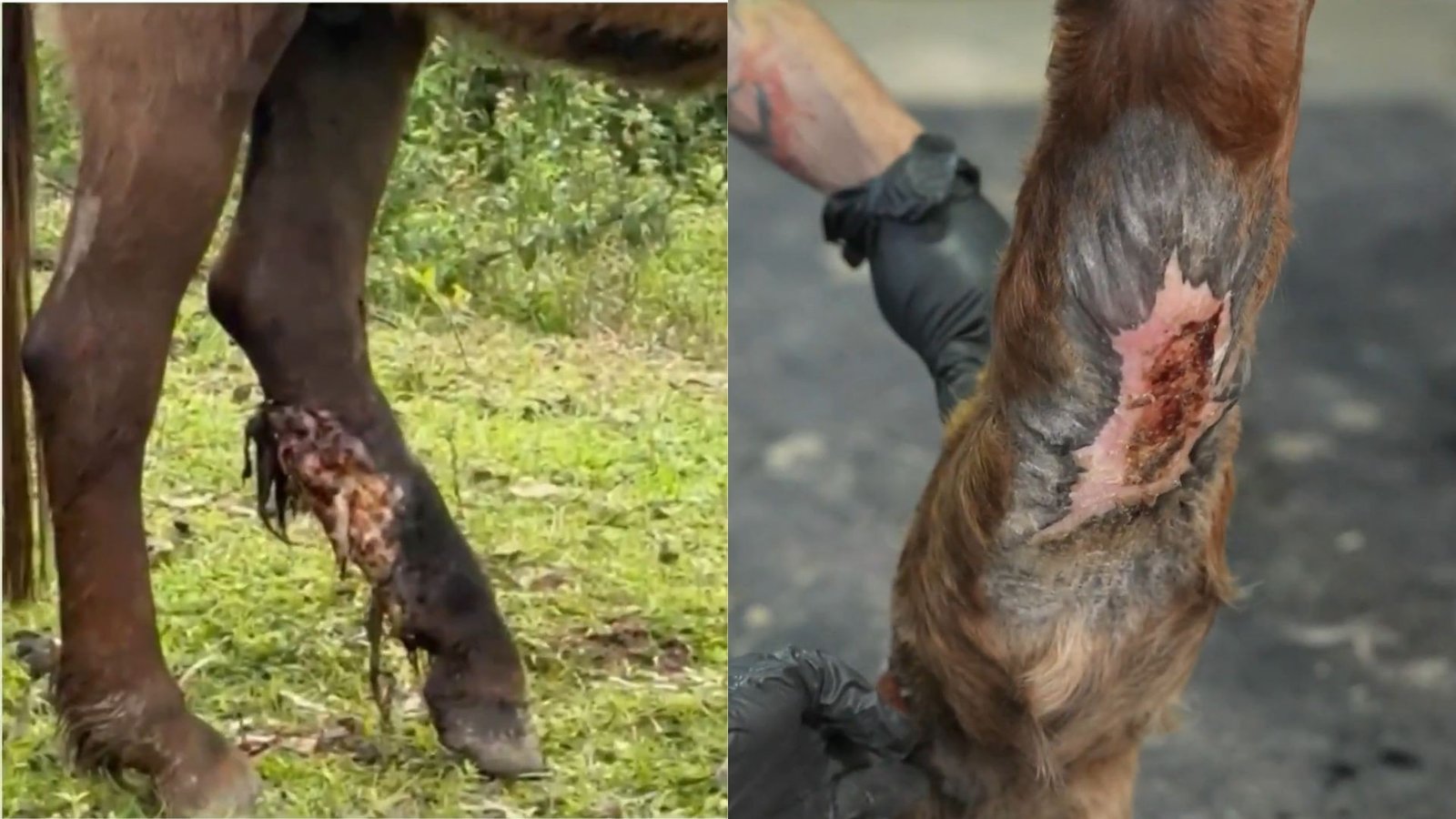 Cavalo encontrado com perna em carne viva tem