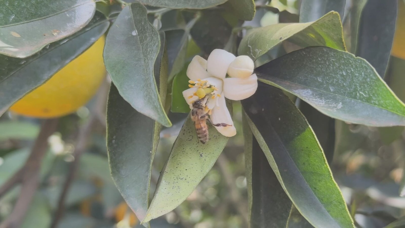 A chegada da primavera em setembro de 2025