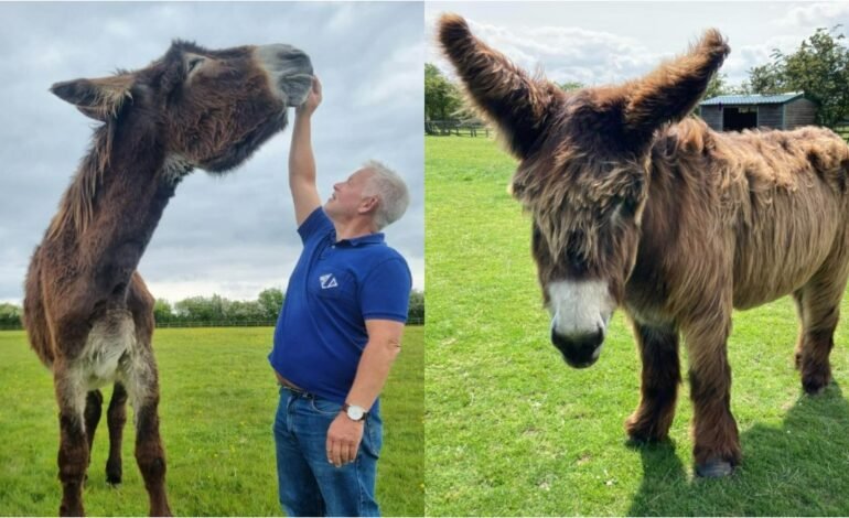 Derrick, o burro mais alto do mundo, e Bambou, o