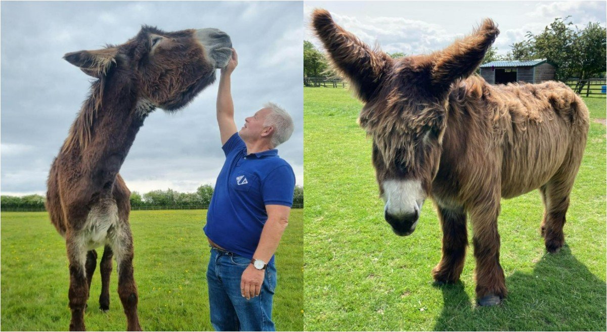 Derrick, o burro mais alto do mundo, e Bambou, o