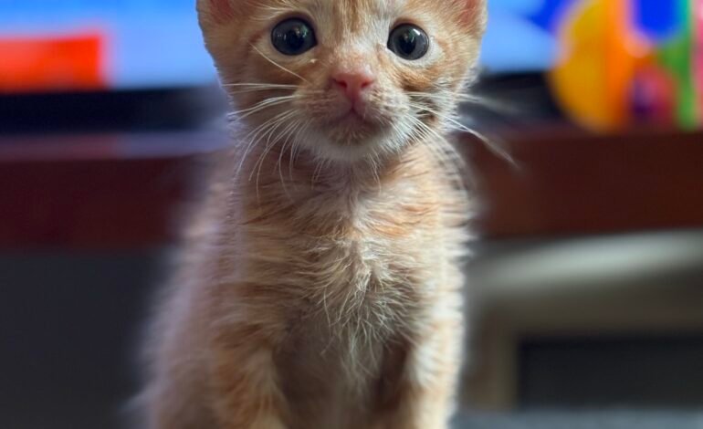 Foto de gato feita com modo retrato no iPhone 16