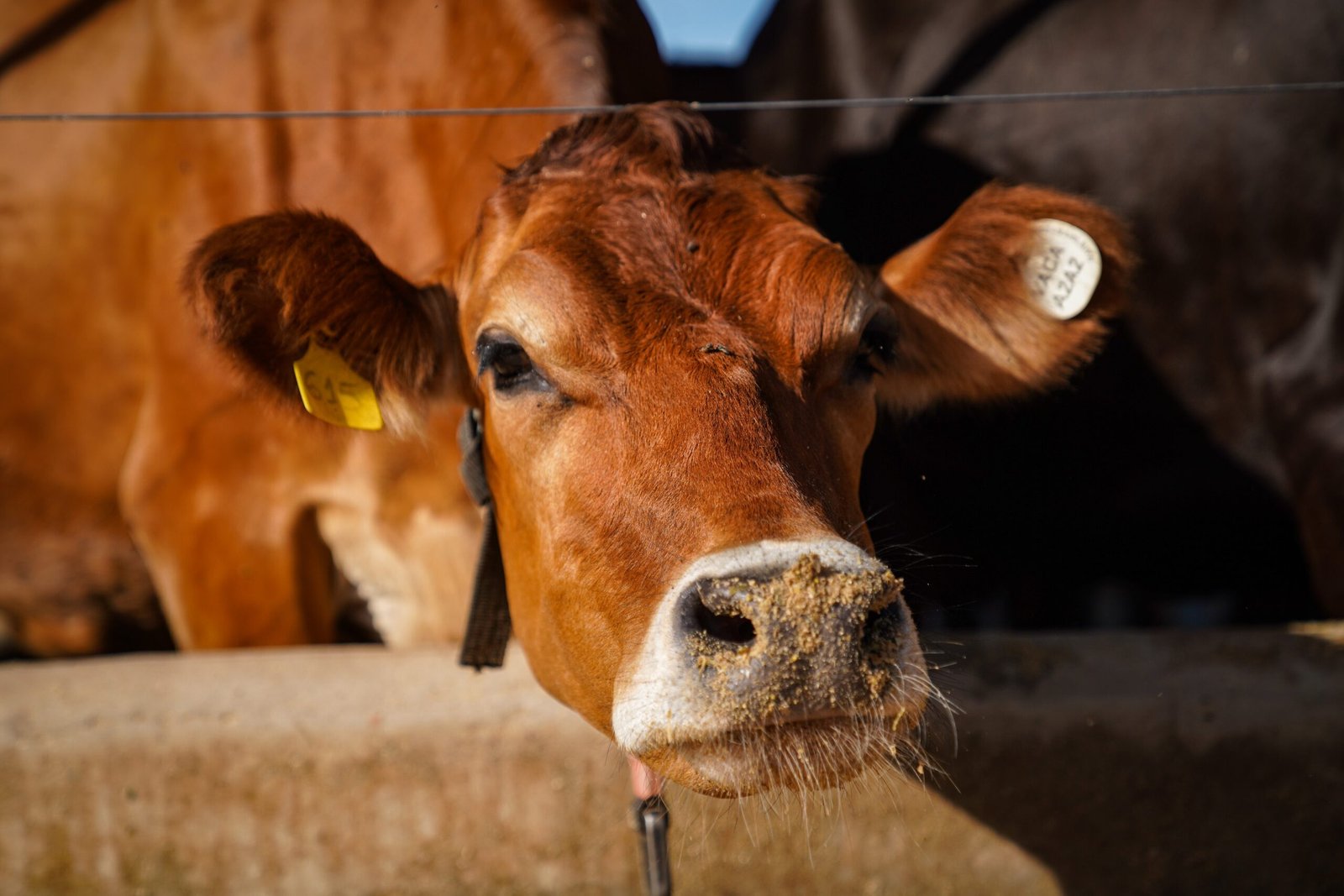 Pela primeira vez na série histórica desde 1997, o abate