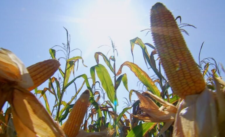 A agropecuária brasileira cresceu 10,1% no segundo trimestre