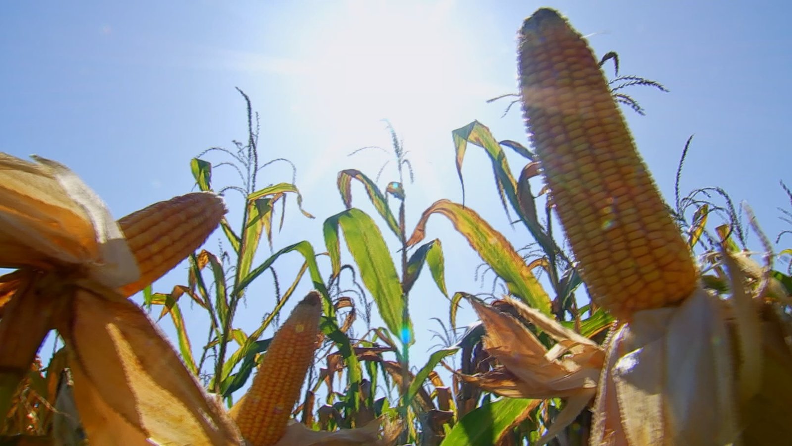 A agropecuária brasileira cresceu 10,1% no segundo trimestre