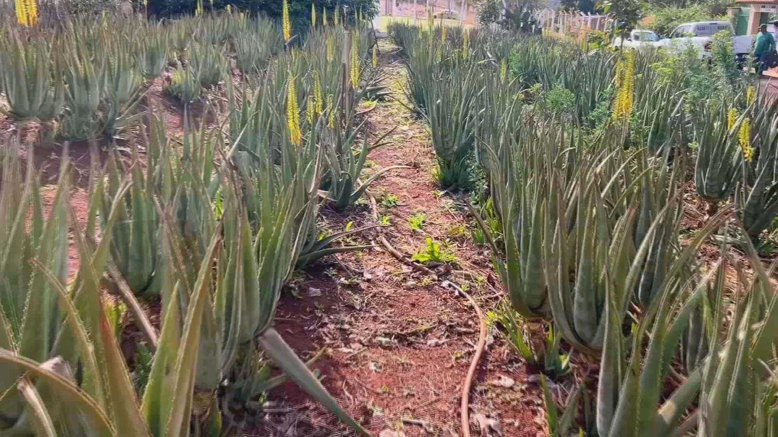 Em Santa Cruz do Rio Pardo (SP), a