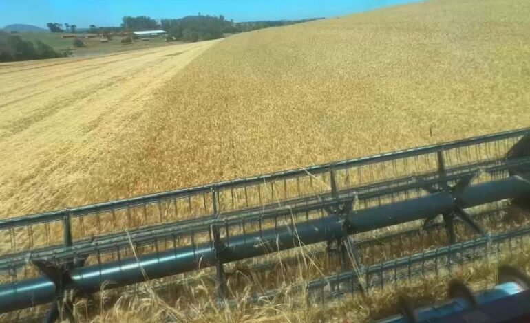 Produtores rurais iniciaram a colheita da safra de trigo no