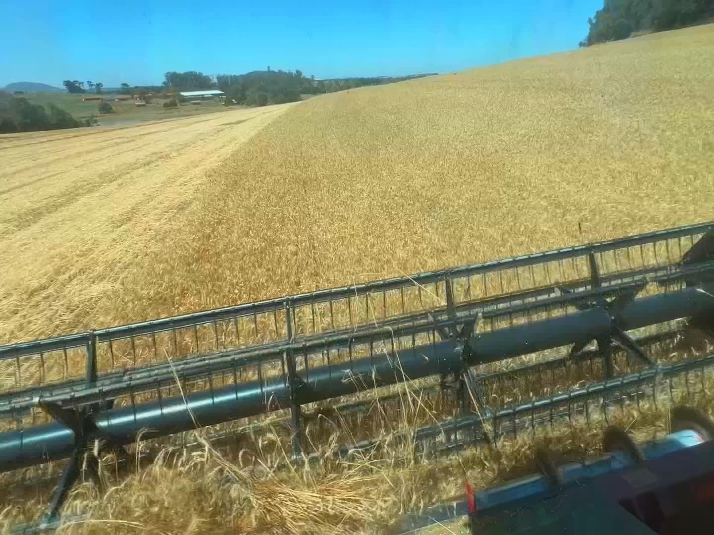 Produtores rurais iniciaram a colheita da safra de trigo no