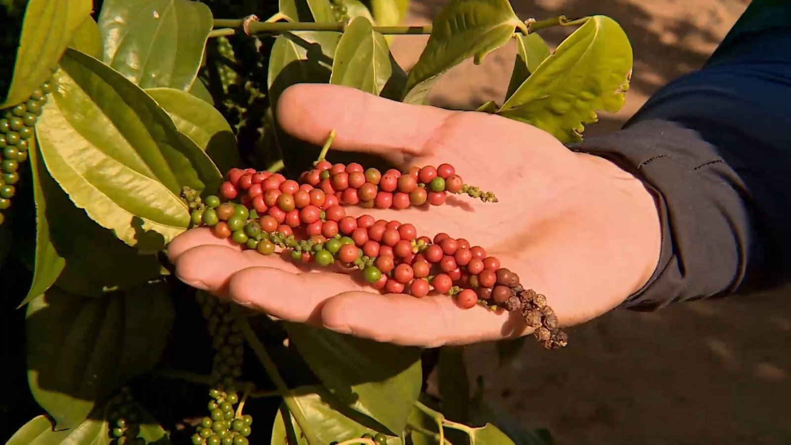 São Mateus, no Espírito Santo, consolidou-se em 2024