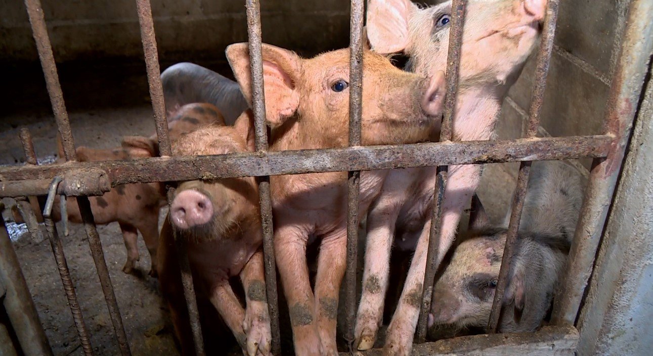 Produtores rurais de Linhares, no Norte do Espírito