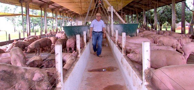As cotações das carnes de boi e porco registraram alta