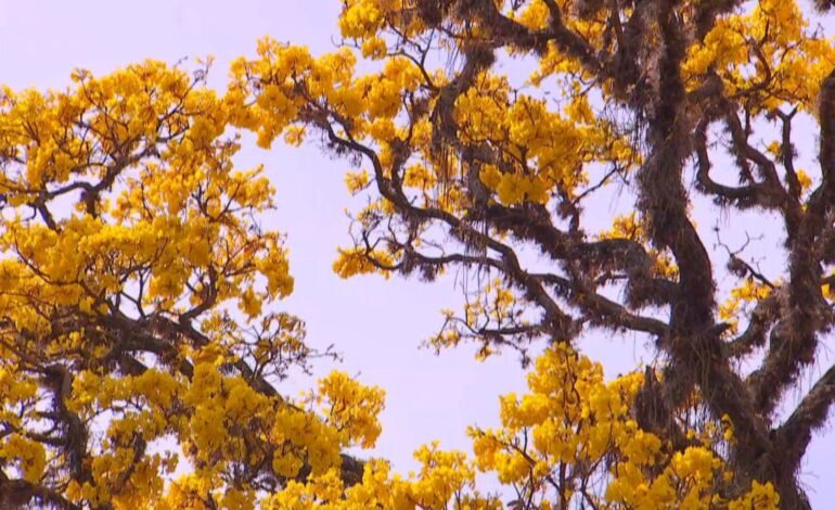 A florada dos ipês transforma a paisagem na