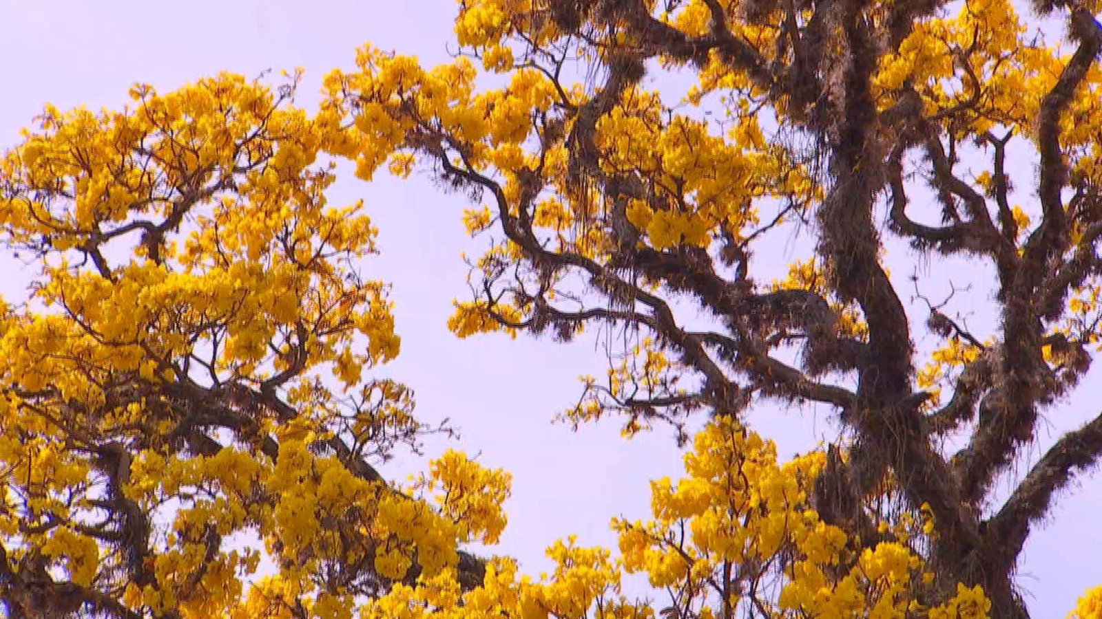 A florada dos ipês transforma a paisagem na