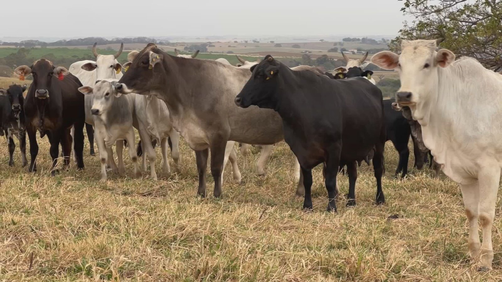 Plantas tóxicas presentes nos pastos podem causar intoxicaçã